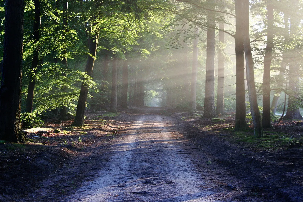 Wooded trail corridor through tall trees